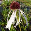 Třapatkovka bledá 'Hula Dancer' - Echinacea pallida 'Hula Dancer'