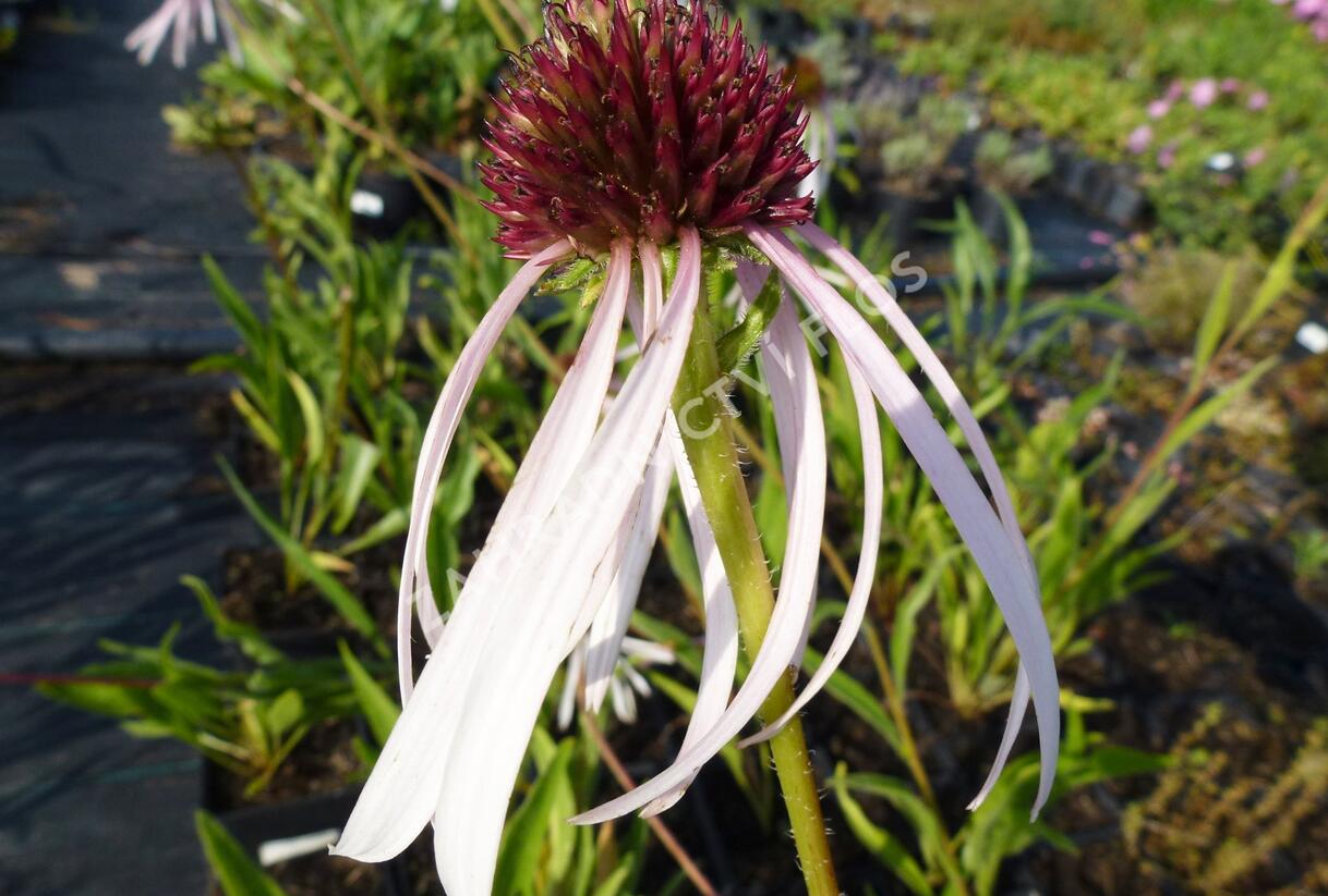 Třapatkovka bledá 'Hula Dancer' - Echinacea pallida 'Hula Dancer'