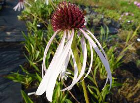 Třapatkovka bledá 'Hula Dancer' - Echinacea pallida 'Hula Dancer'