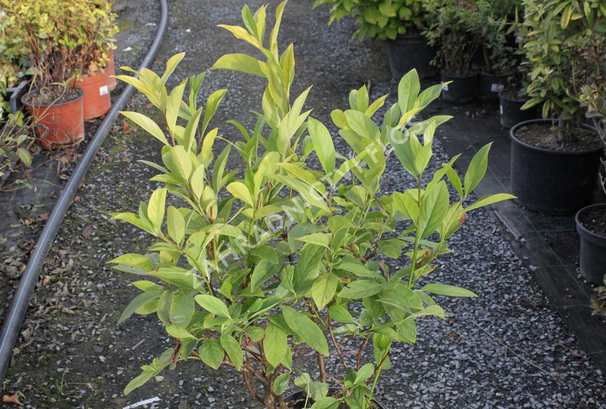 Itea viržinská 'Henry's Garnet' - Itea virginica 'Henry's Garnet'