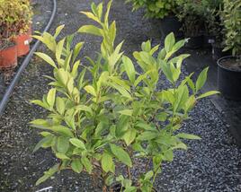 Itea viržinská 'Henry's Garnet'