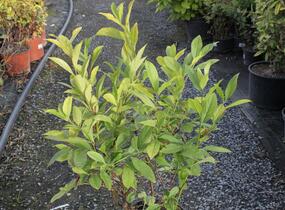 Itea viržinská 'Henry's Garnet' - Itea virginica 'Henry's Garnet'