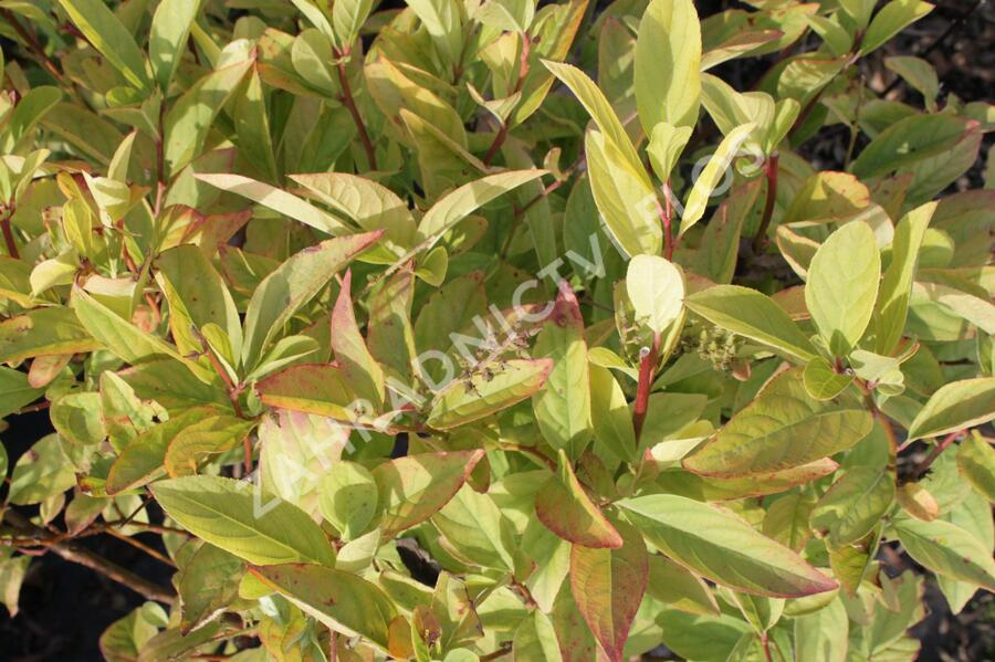 Itea viržinská 'Henry's Garnet' - Itea virginica 'Henry's Garnet'