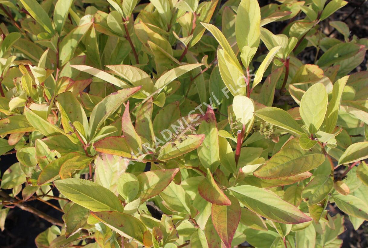 Itea viržinská 'Henry's Garnet' - Itea virginica 'Henry's Garnet'