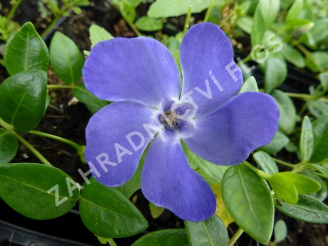 Barvínek menší 'Marie' - Vinca minor 'Marie'