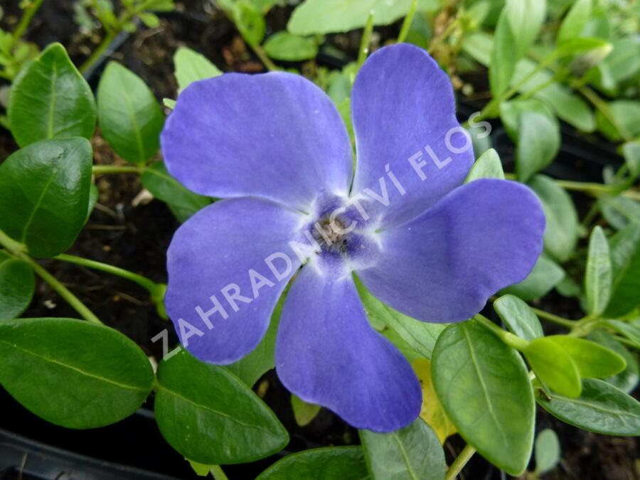 Barvínek menší 'Marie' - Vinca minor 'Marie'