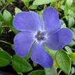 Barvínek menší 'Marie' - Vinca minor 'Marie'