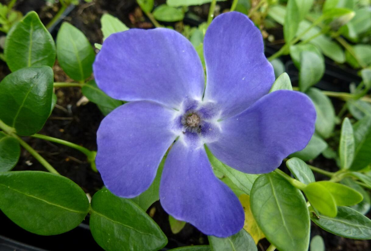 Barvínek menší 'Marie' - Vinca minor 'Marie'