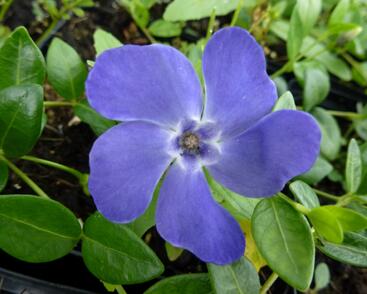 Barvínek menší 'Marie'