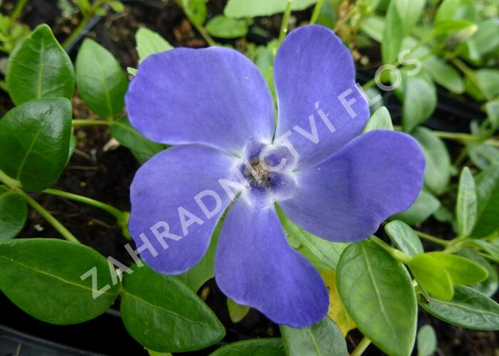 Barvínek menší 'Marie' - Vinca minor 'Marie'