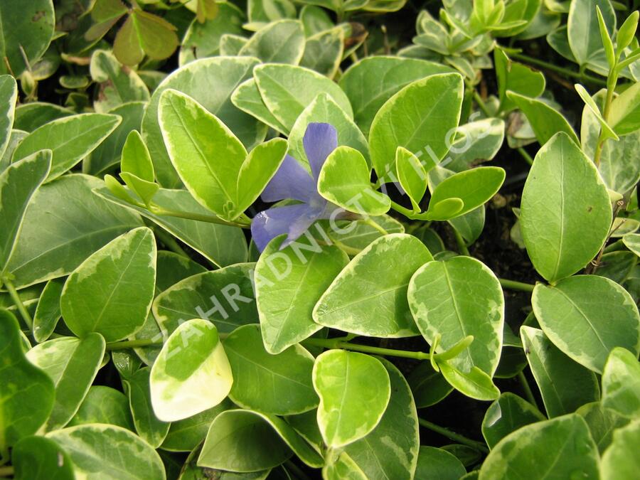 Barvínek menší 'Argenteovariegata' - Vinca minor 'Argenteovariegata'