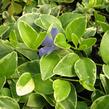 Barvínek menší 'Argenteovariegata' - Vinca minor 'Argenteovariegata'