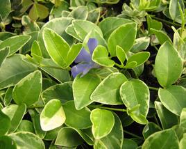 Barvínek menší 'Argenteovariegata'