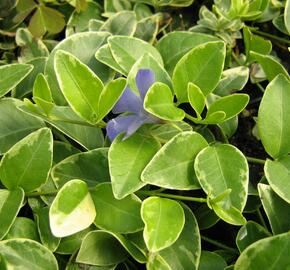 Barvínek menší 'Argenteovariegata' - Vinca minor 'Argenteovariegata'