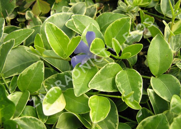 Barvínek menší 'Argenteovariegata' - Vinca minor 'Argenteovariegata'
