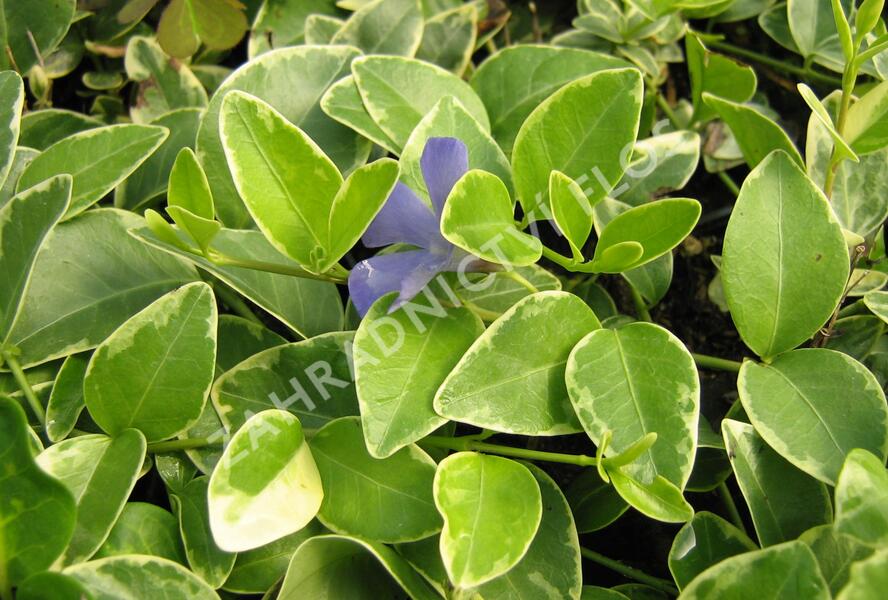 Barvínek menší 'Argenteovariegata' - Vinca minor 'Argenteovariegata'