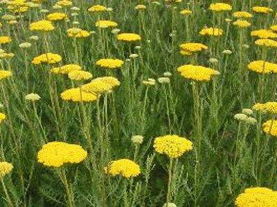 Řebříček tužebníkovitý 'Parker's Variety' - Achillea filipendulina 'Parker's Variety'