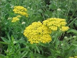 Řebříček tužebníkovitý 'Parker's Variety' - Achillea filipendulina 'Parker's Variety'
