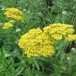 Řebříček tužebníkovitý 'Parker's Variety' - Achillea filipendulina 'Parker's Variety'