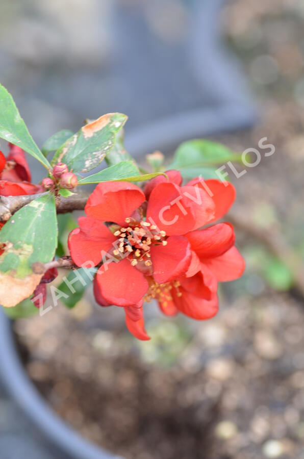 Kdoulovec nádherný 'Crimson and Gold' - Chaenomeles superba 'Crimson and Gold'