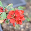 Kdoulovec nádherný 'Crimson and Gold' - Chaenomeles superba 'Crimson and Gold'