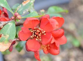 Kdoulovec nádherný 'Crimson and Gold' - Chaenomeles superba 'Crimson and Gold'