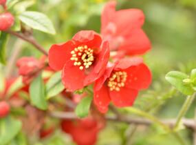 Kdoulovec nádherný 'Crimson and Gold' - Chaenomeles superba 'Crimson and Gold'