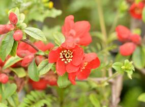 Kdoulovec nádherný 'Crimson and Gold' - Chaenomeles superba 'Crimson and Gold'