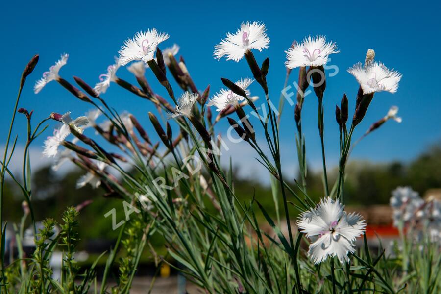 Hvozdík 'Greystone' - Dianthus 'Greystone'