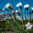 Hvozdík 'Greystone' - Dianthus 'Greystone'