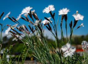 Hvozdík 'Greystone' - Dianthus 'Greystone'