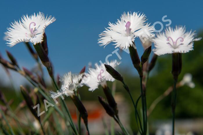 Hvozdík 'Greystone' - Dianthus 'Greystone'