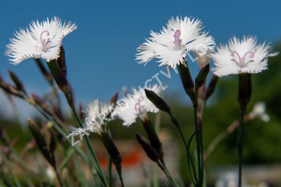 Hvozdík 'Greystone' - Dianthus 'Greystone'