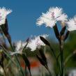 Hvozdík 'Greystone' - Dianthus 'Greystone'