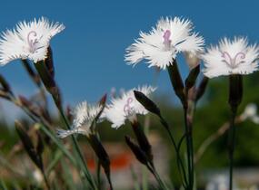 Hvozdík 'Greystone' - Dianthus 'Greystone'