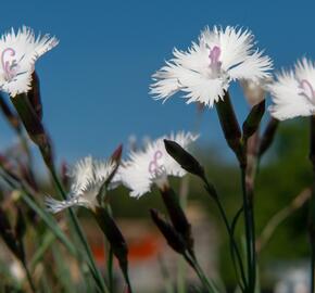 Hvozdík 'Greystone' - Dianthus 'Greystone'