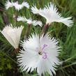 Hvozdík 'Greystone' - Dianthus 'Greystone'