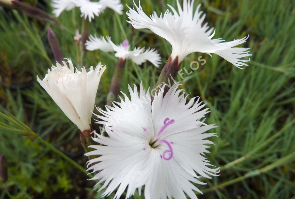 Hvozdík 'Greystone' - Dianthus 'Greystone'