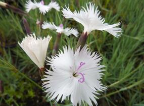 Hvozdík 'Greystone' - Dianthus 'Greystone'