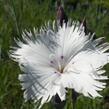 Hvozdík 'Greystone' - Dianthus 'Greystone'