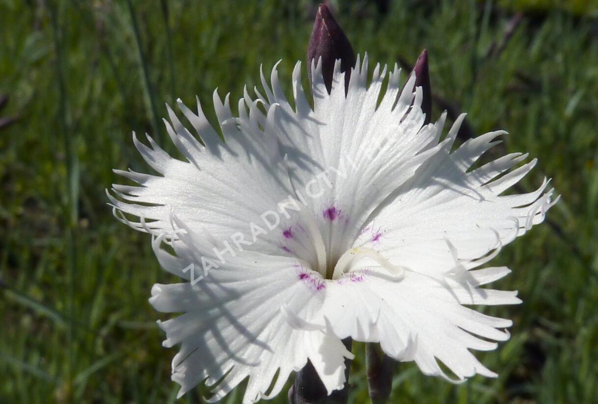 Hvozdík 'Greystone' - Dianthus 'Greystone'