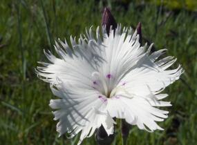 Hvozdík 'Greystone' - Dianthus 'Greystone'