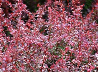 Dřišťál Thunbergův 'Rosetta' - Berberis thunbergii 'Rosetta'