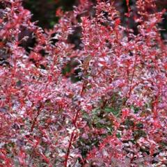 Dřišťál Thunbergův 'Rosetta' - Berberis thunbergii 'Rosetta'