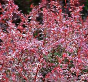 Dřišťál Thunbergův 'Rosetta' - Berberis thunbergii 'Rosetta'