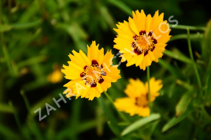 Krásnoočko velkokvěté 'Andiamo Yellow with Red' - Coreopsis grandiflora 'Andiamo Yellow with Red'