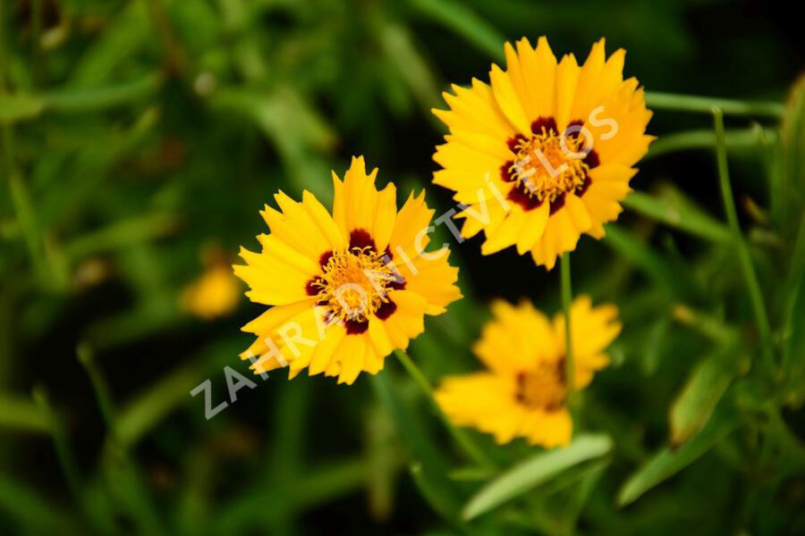 Krásnoočko velkokvěté 'Andiamo Yellow with Red' - Coreopsis grandiflora 'Andiamo Yellow with Red'