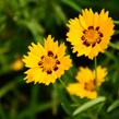 Krásnoočko velkokvěté 'Andiamo Yellow with Red' - Coreopsis grandiflora 'Andiamo Yellow with Red'