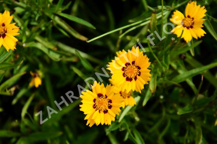 Krásnoočko velkokvěté 'Andiamo Yellow with Red' - Coreopsis grandiflora 'Andiamo Yellow with Red'