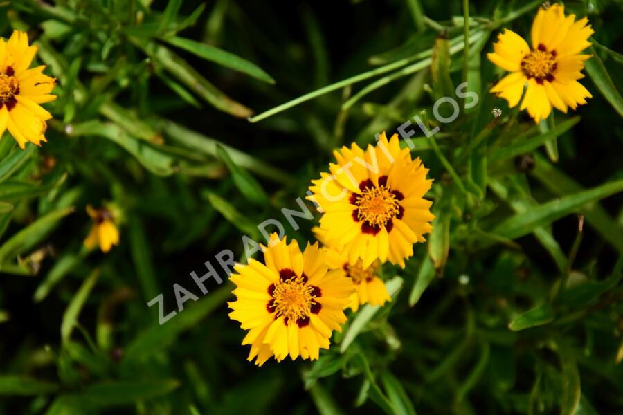 Krásnoočko velkokvěté 'Andiamo Yellow with Red' - Coreopsis grandiflora 'Andiamo Yellow with Red'